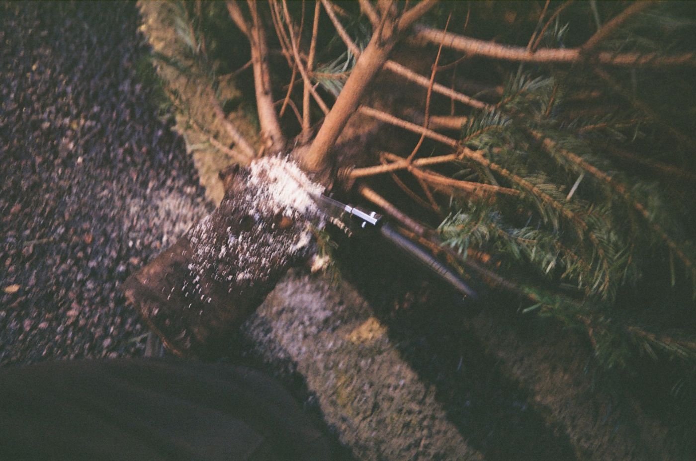 Sawing through the trunk of the discarded tree